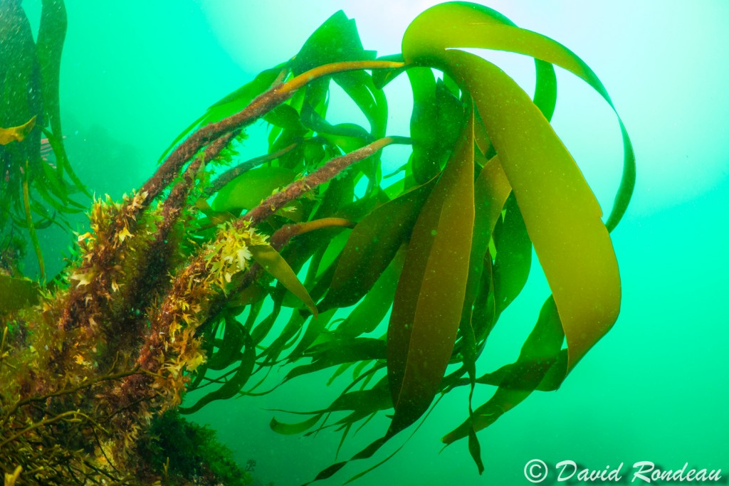 David Rondeau – _6050077 | Club Subaquatique de la Côte d'Emeraude